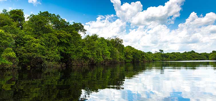 fish of the amazon river