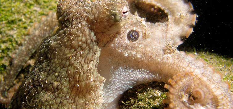 keeping a pet octopus