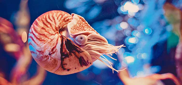 nautilus aquarium