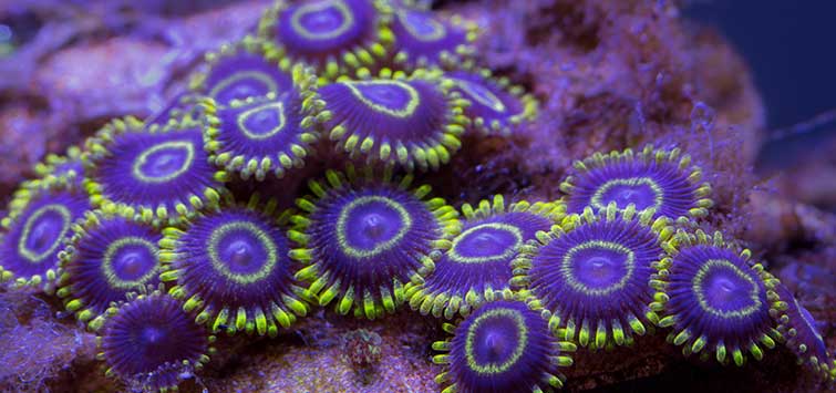 zoanthid toxin, palytoxin