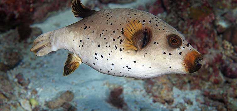 black spotted puffer