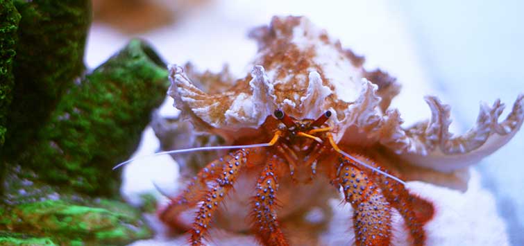 how to take care of a hermit crab