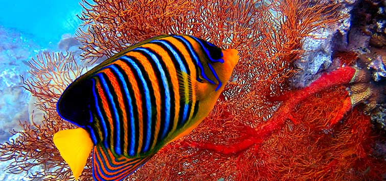 red sea fish names
