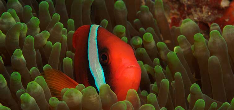 taking care of clownfish