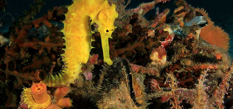 Tropical seahorse for best sale sale