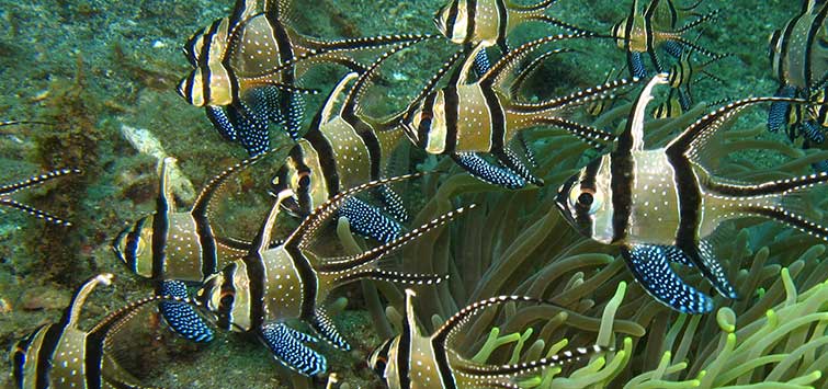 banggai cardinalfish