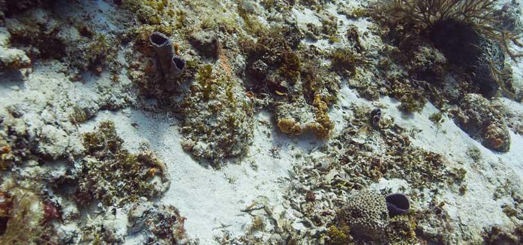 caribbean coral reefs