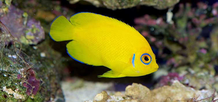 lemonpeel angelfish care