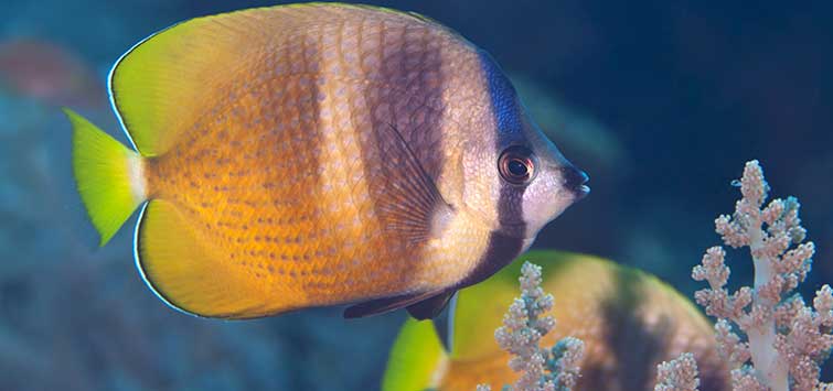 sunburst butterflyfish