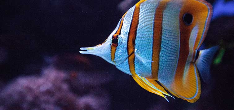 beaked coralfish