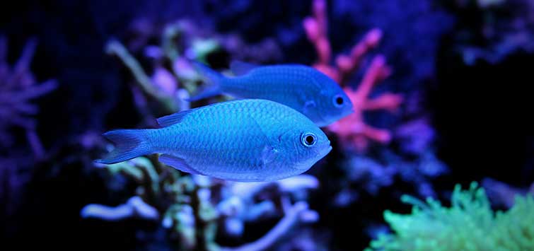 blue green chromis