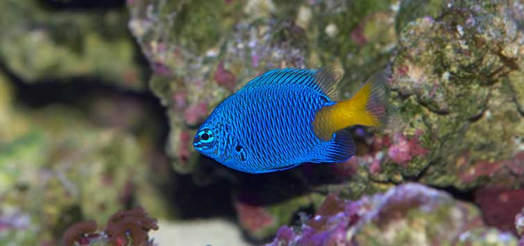 blue damsel
