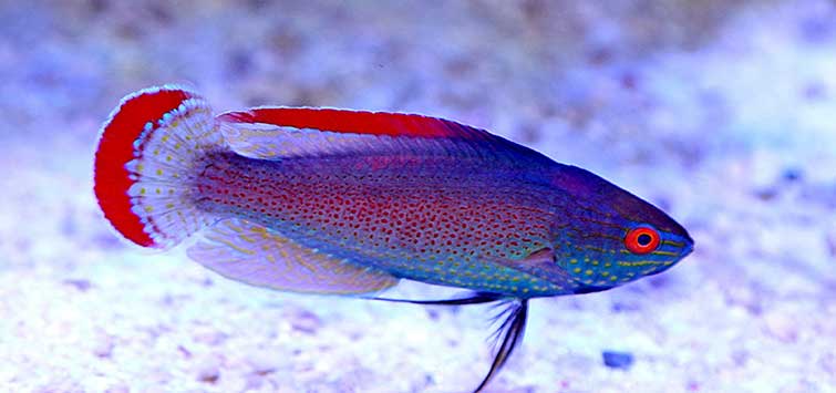 fairy wrasse