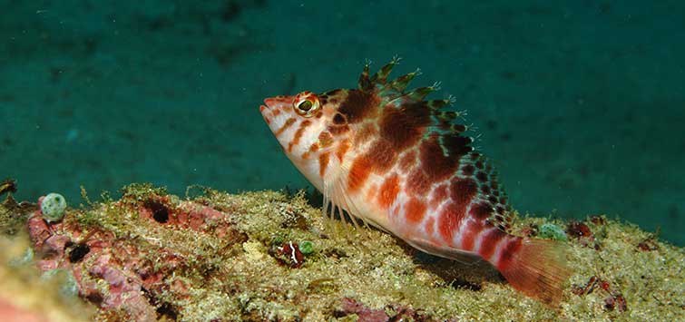 Longnose shop hawkfish care