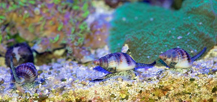 saltwater cleaner fish
