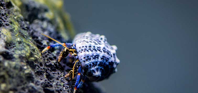 blue leg hermit crab