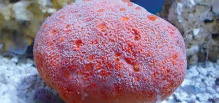 Boring Sponge Species | Tropical Fish Hobbyist Magazine