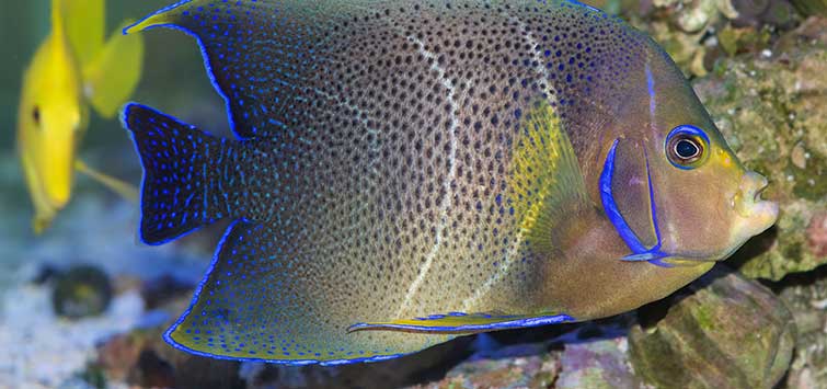 Colorful Reef Fish and Aggression | Tropical Fish Hobbyist Magazine