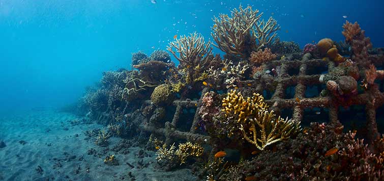 coral reef restoration