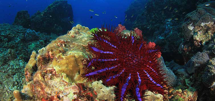 coral reef communities