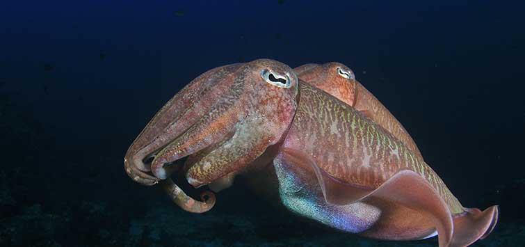 Dwarf Cuttlefish Husbandry and Breeding | TFH Magazine