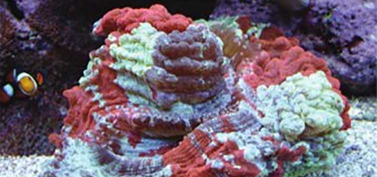meat coral care