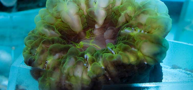 button coral