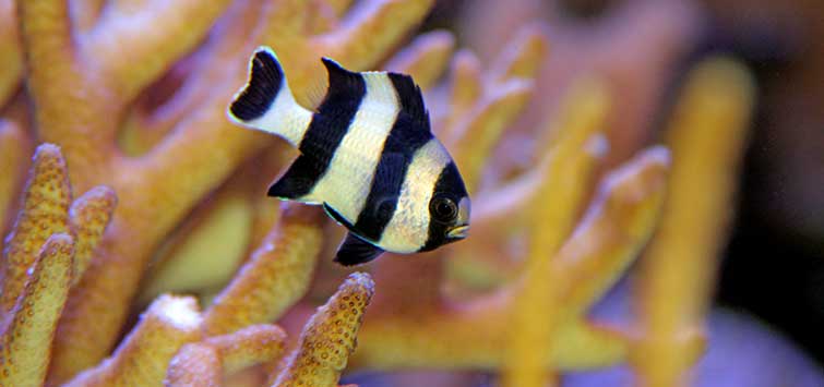 damselfish care