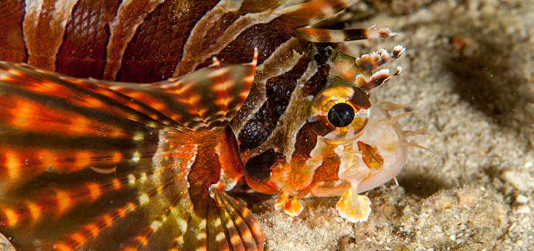dwarf lionfish