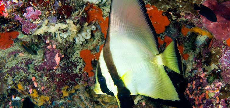 pinnatus batfish care