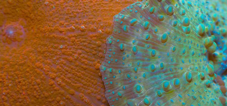 mushroom coral