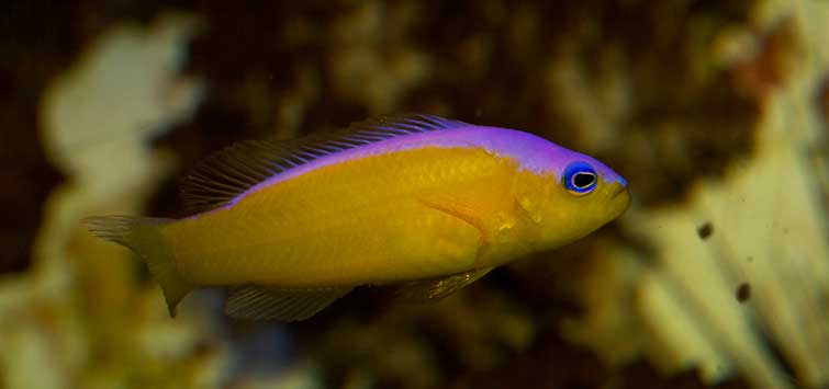 dottyback care