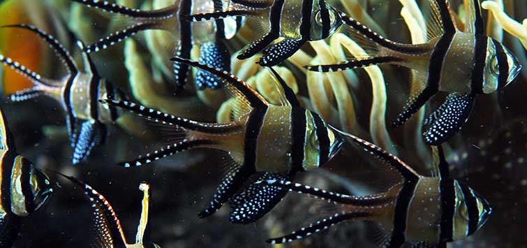 cardinalfishes