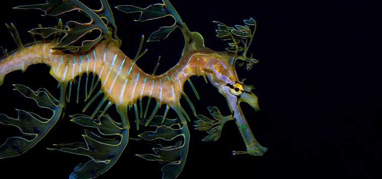 syngnathidae family