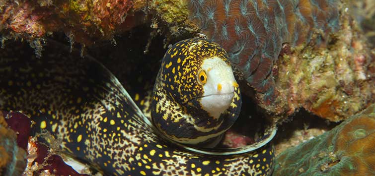 snowflake moray eel