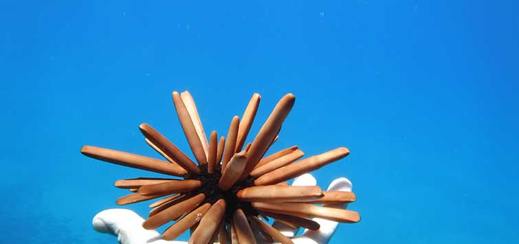 mine urchin