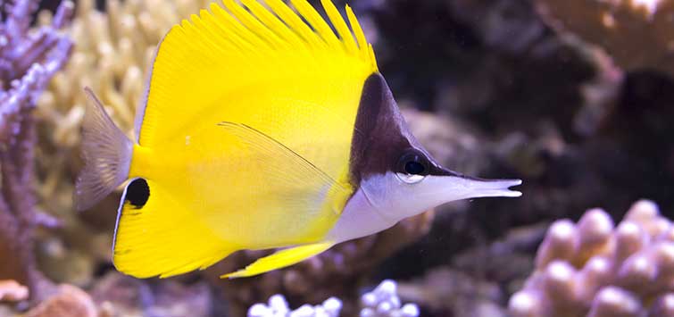 yellow longnose butterflyfish care