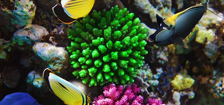 saltwater fish tank basics