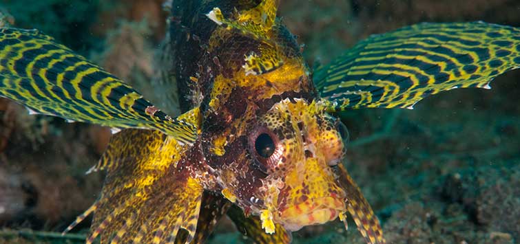 fuzzy dwarf lionfish