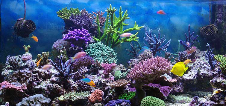 Marine aquarium hot sale