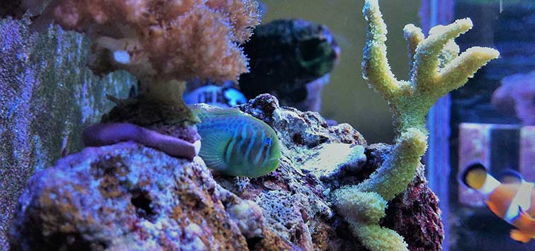 green clown goby