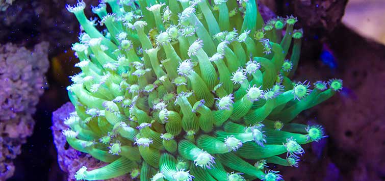 flowerpot coral