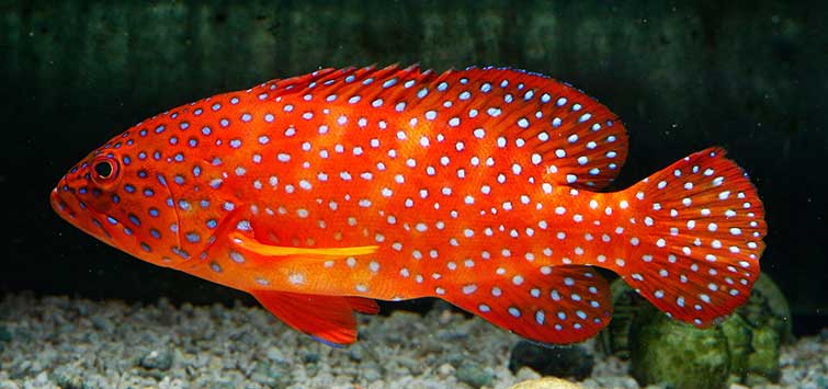 aquarium grouper