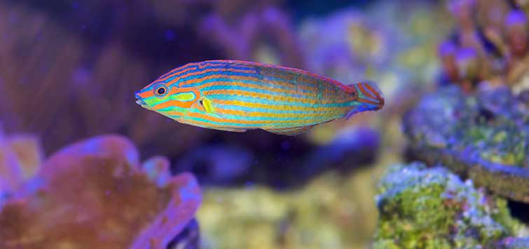 hoeven's wrasse