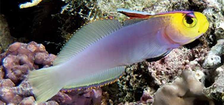 Purple 2025 firefish care