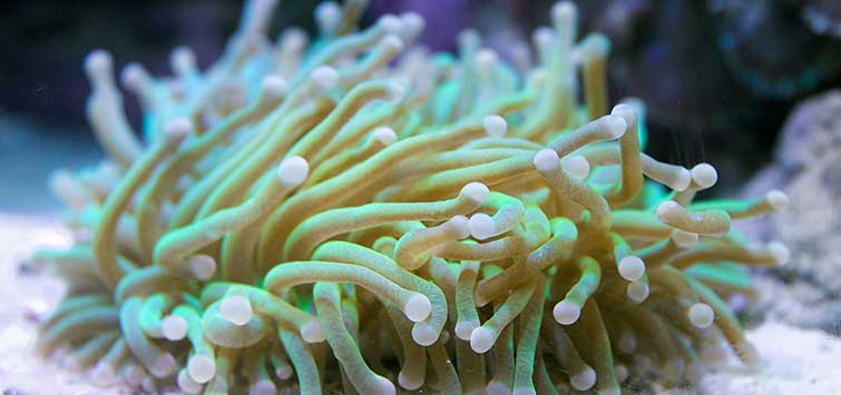 long tentacle plate coral
