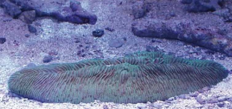 tongue coral care