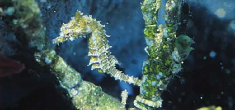 dwarf seahorse aquarium