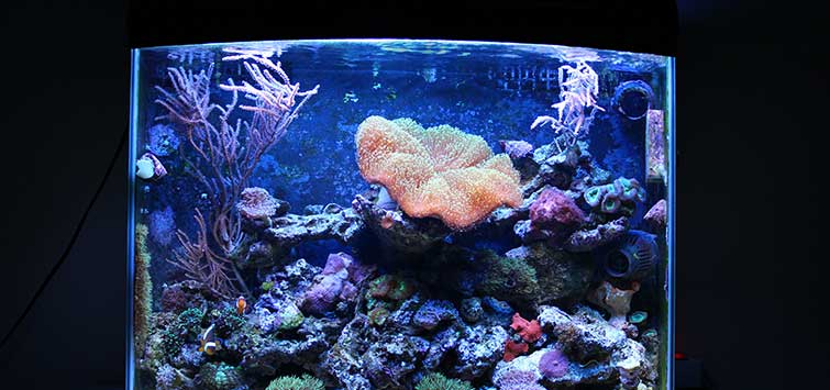 how to start a nano reef tank