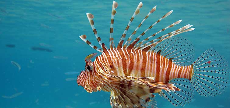 Hunting Saltwater Lionfish  Tropical Fish Hobbyist Magazine